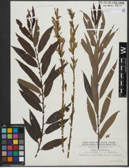 Foto von Salix triandra L. x Salix viminalis L.
